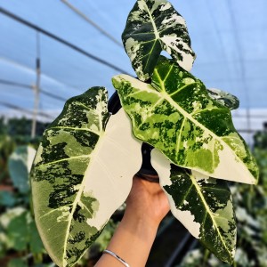 Alocasia Frydek Variegata — Tissue Culture Plantlets