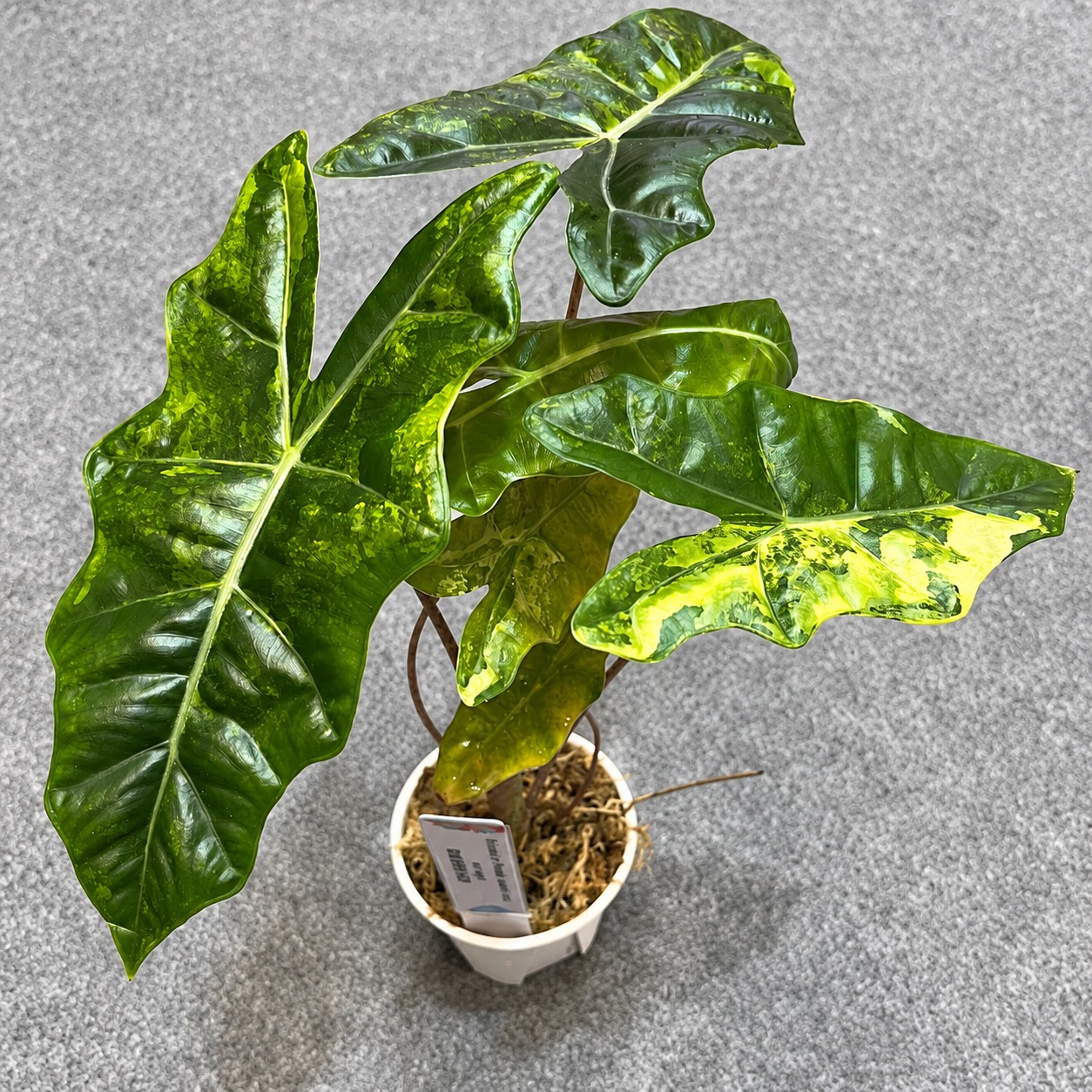 Alocasia sanderiana 'Pseudo sanderiana'variegata — appearance reference