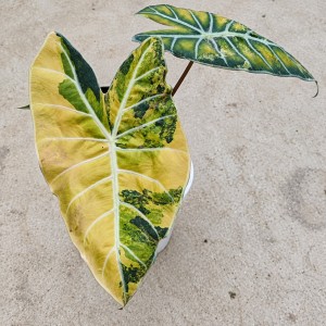 Alocasia longiloba ‘grandis’ Aurea variegata — Tissue Culture Plantlets