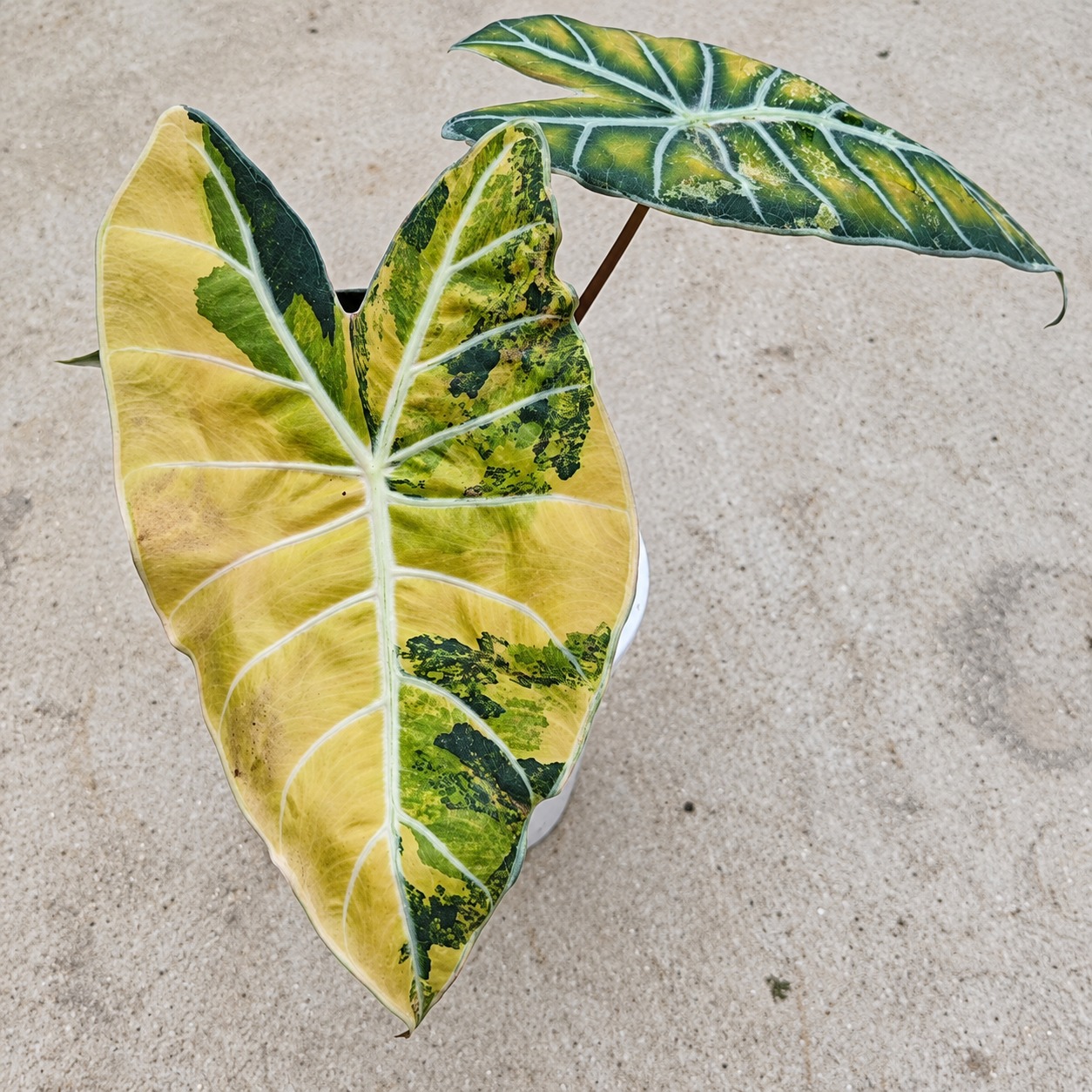 Alocasia longiloba 'grandis' Aurea variegata — appearance reference