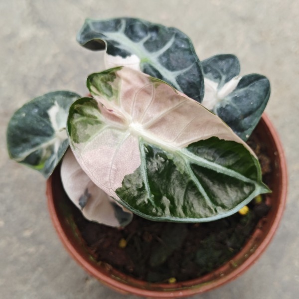 Alocasia 'Heart Hallon Pink Variegata' — appearance reference