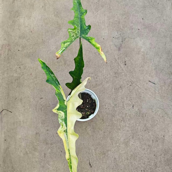 Alocasia 'Sabrina Aurea variegata — appearance reference