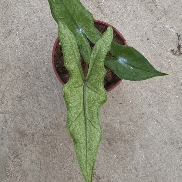 Alocasia 'Sabrina stardust — appearance reference