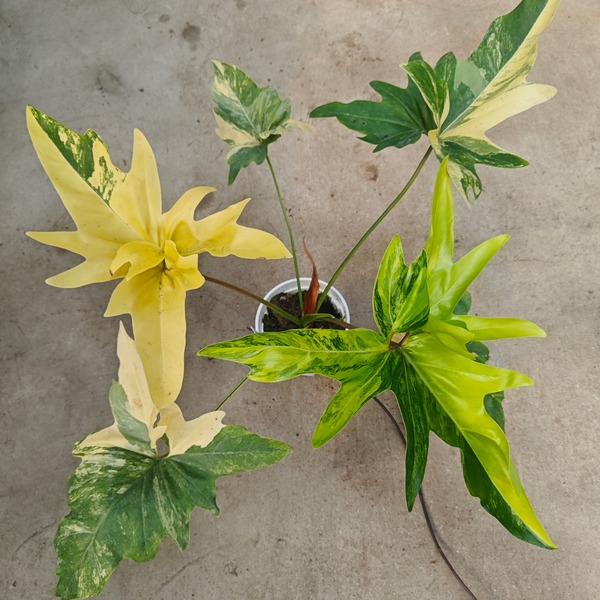 Xanthosoma lindenii 'Magnificum Variegated' — appearance reference