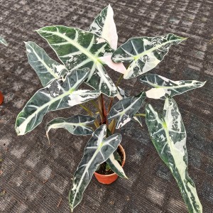 Alocasia ‘Bambino Pink Variegata’ — Tissue Culture Plantlets