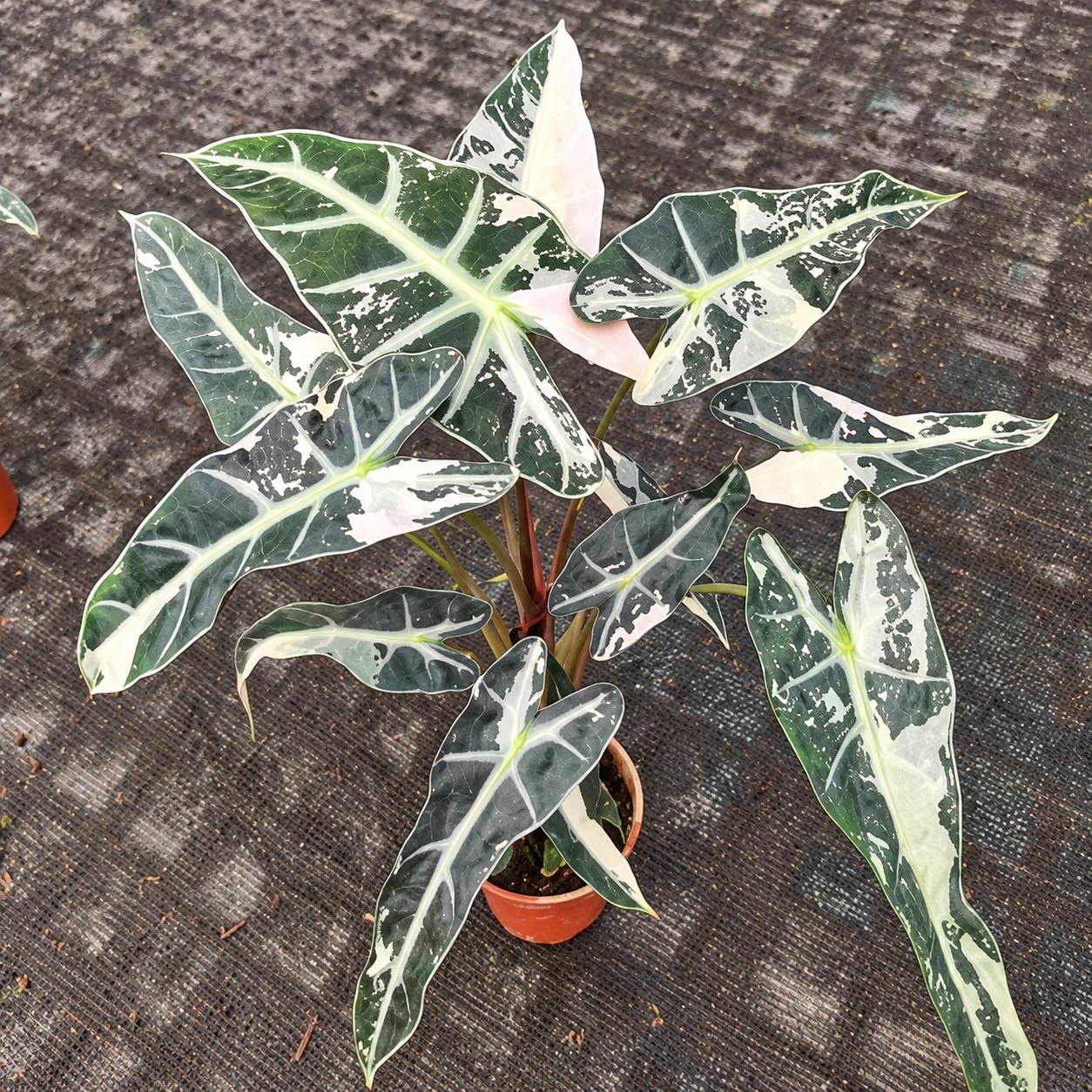 Alocasia 'Bambino Pink Variegata' — appearance reference