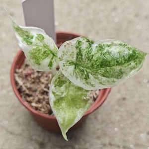 Alocasia Dragon Scale Ablo Ultra — Tissue Culture Plantlets