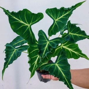 Alocasia Emerald Tide — Tissue Culture Plantlets
