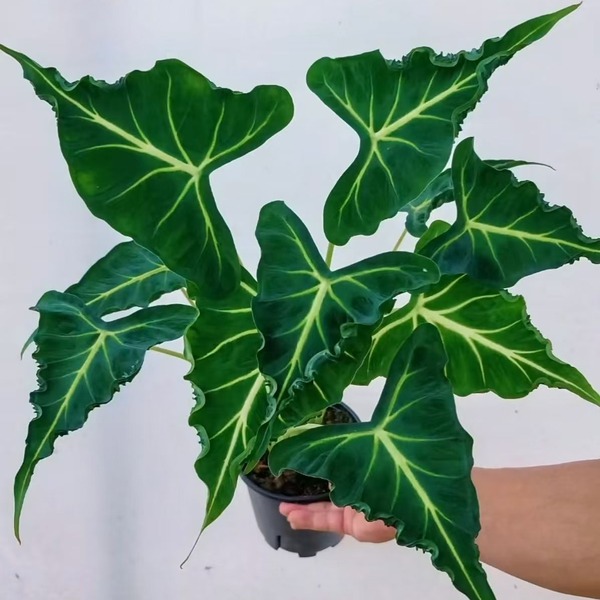Alocasia Emerald Tide — appearance reference