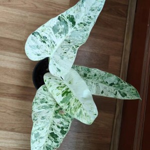 Philodendron giganteum blizzard plus — Tissue Culture Plantlets