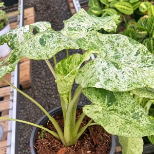 Alocasia Odora Variegated ‘Batik’ — Tissue Culture Plantlets