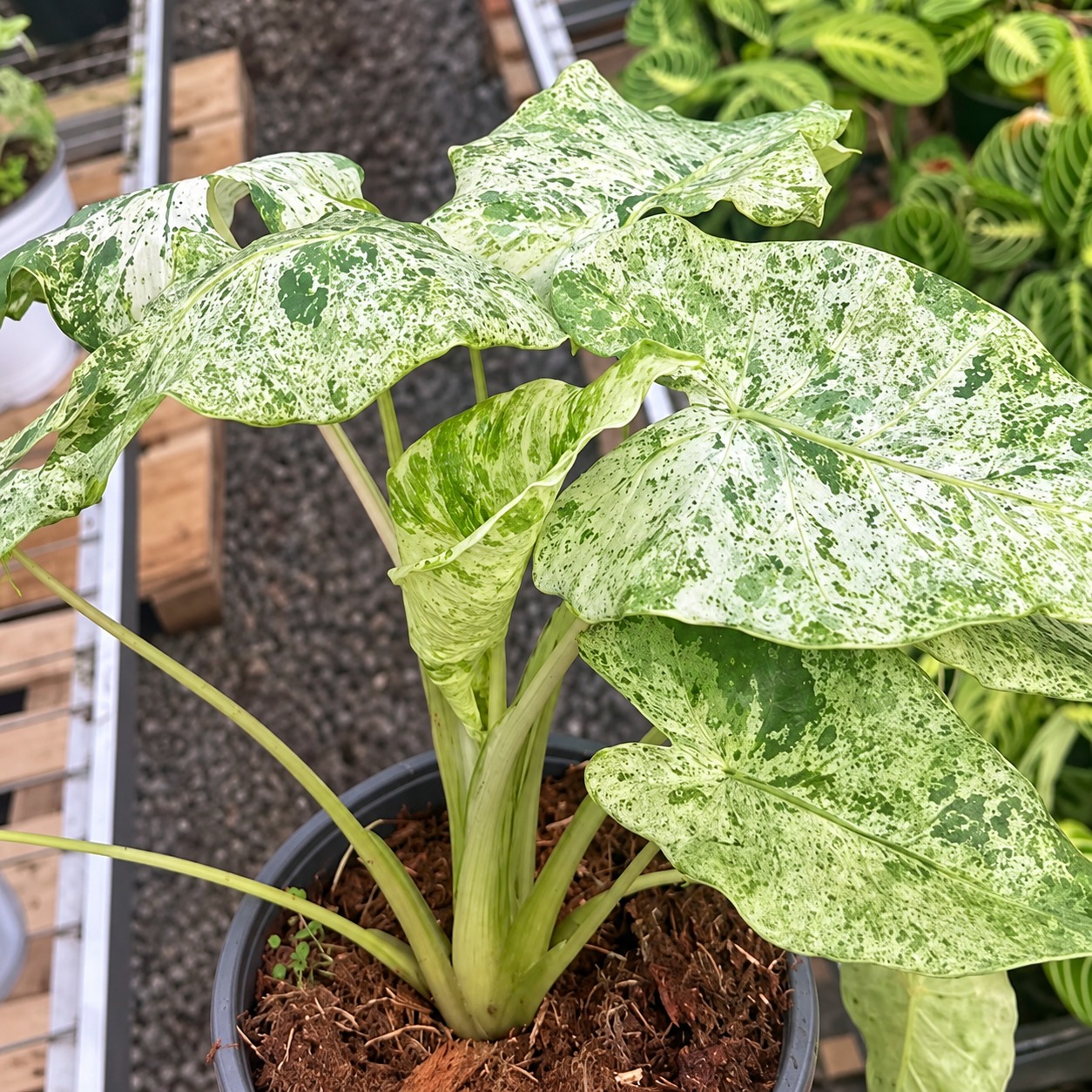Alocasia Odora Variegated 'Batik' — appearance reference