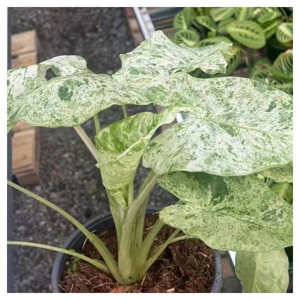 Alocasia Odora Variegated 'Batik' — appearance reference
