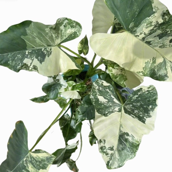 Alocasia Macrorrhizos Variegated — appearance reference