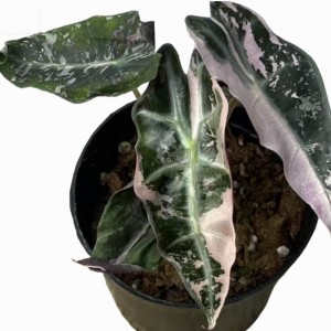 Alocasia Polly Pink Variegated — Tissue Culture Plantlets