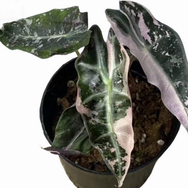 Alocasia Polly Pink Variegated — appearance reference