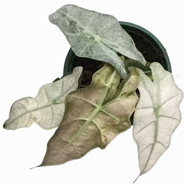 Alocasia Sanderiana 'Dwarf Amazonica Variegata' — appearance reference