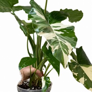 Alocasia Odora Okinawa Silve Variegated — Tissue Culture Plantlets