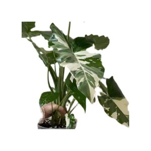 Alocasia Odora Okinawa Silve Variegated — Tissue Culture Plantlets