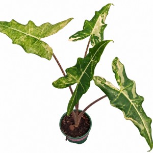 Alocasia ‘Sarian Variegated’ — Tissue Culture Plantlets