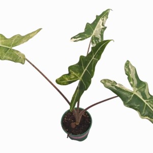 Alocasia ‘Sarian Variegated’ — Tissue Culture Plantlets
