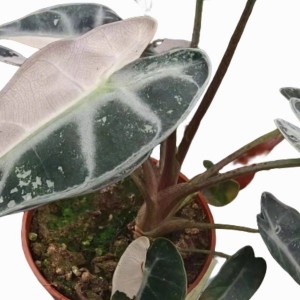 Alocasia Sanderiana‘Bambino Arrow Var.’ — Tissue Culture Plantlets