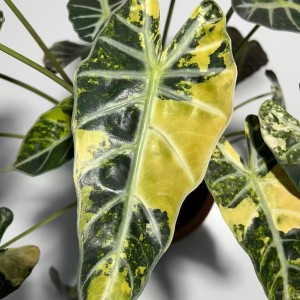 Alocasia ‘Bambino Aurea Variegata’ — Tissue Culture Plantlets