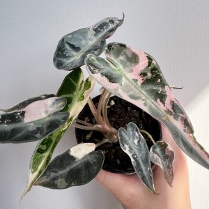 Alocasia Bambino Pink Var — Tissue Culture Plantlets