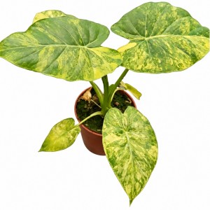 Alocasia Gageana ‘Aurea Variegata’ — Tissue Culture Plantlets