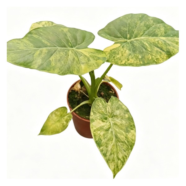 Alocasia Gageana 'Aurea Variegata' — appearance reference