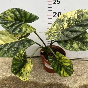 Alocasia sinuataAurea variegated — Tissue Culture Plantlets
