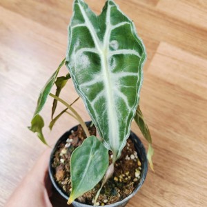 Alocasia venom — Tissue Culture Plantlets
