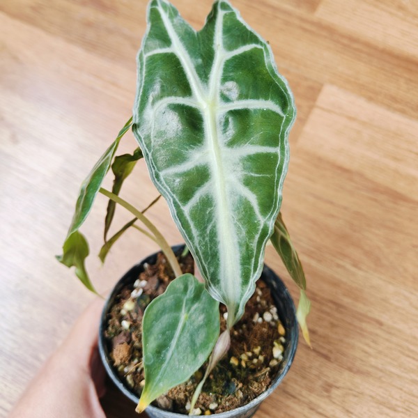 Alocasia venom — appearance reference