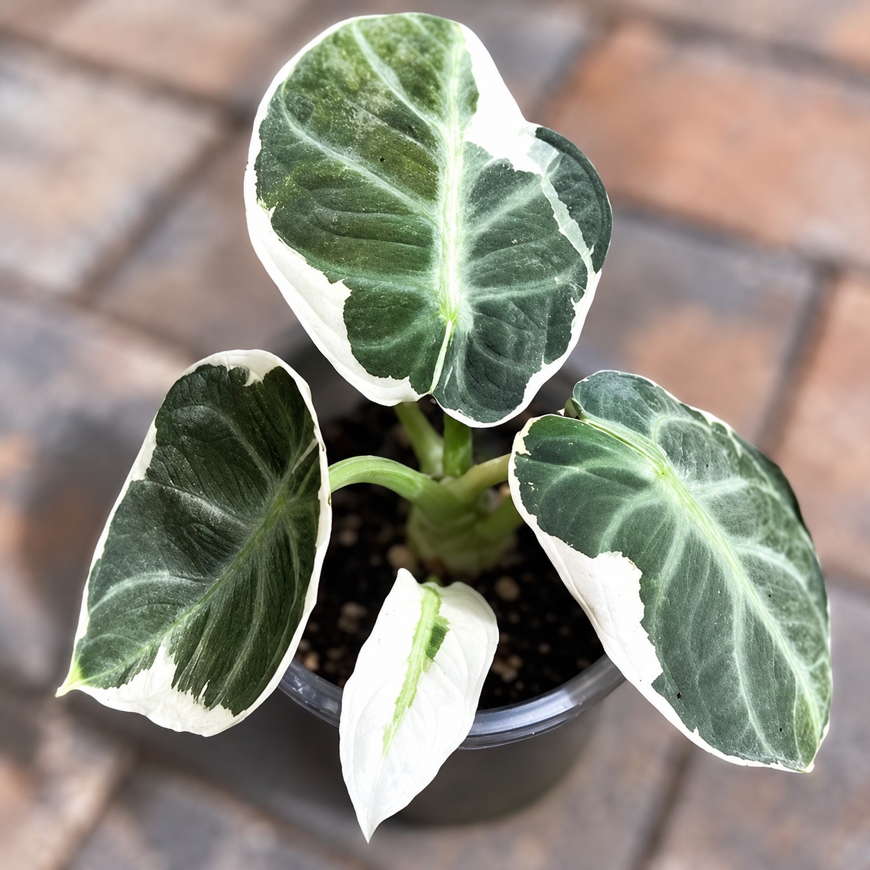 Alocasia Black Velvet Albo Variegated 1# — appearance reference