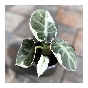 Alocasia Black Velvet Albo Variegated 1# — Tissue Culture Plantlets