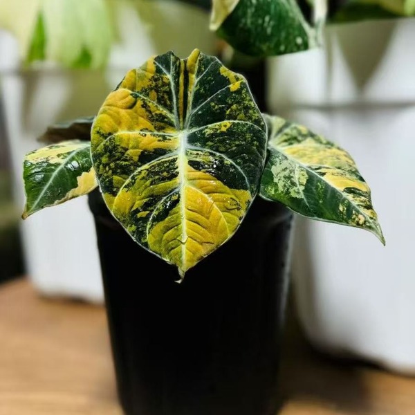 Alocasia 'Black Velvet Aurea Variegata' — appearance reference