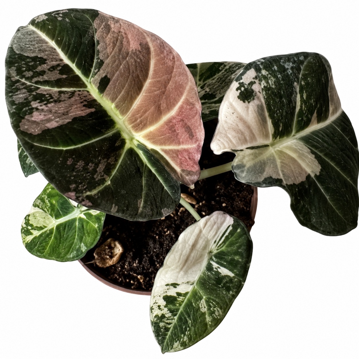 Alocasia Black Velvet Albo Variegated 2# — appearance reference