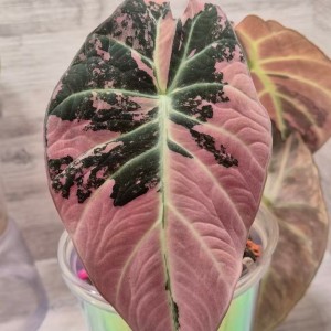 Alocasia ‘Black Velvet Pink Variegated’ — Tissue Culture Plantlets