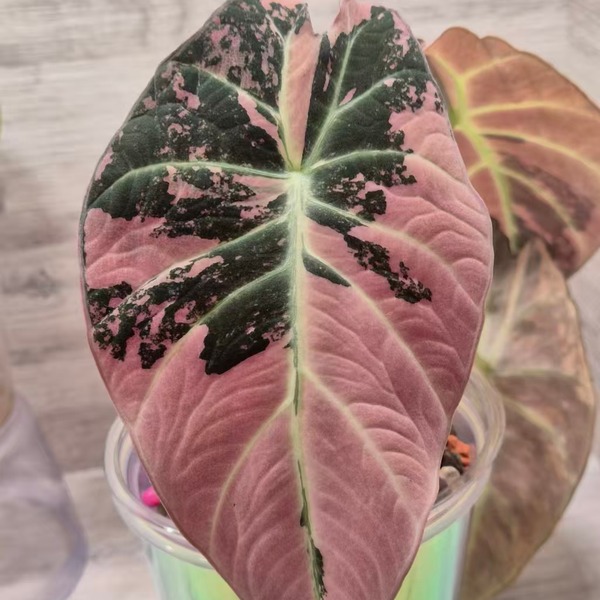 Alocasia 'Black Velvet Pink Variegated' — appearance reference