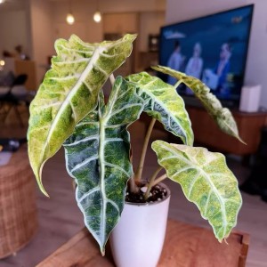 Alocasia Polly Aurea Variegated — Tissue Culture Plantlets