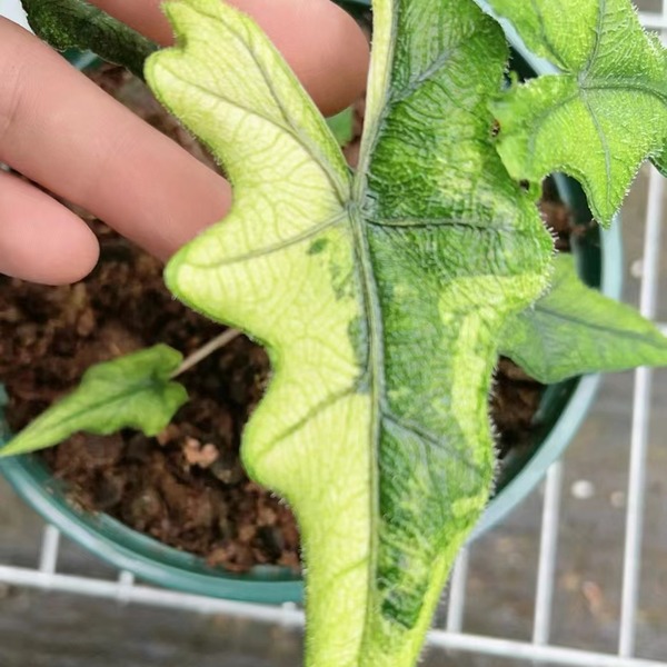 Alocasia Jacklyn Variegated — appearance reference