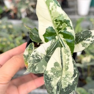 Alocasia Hualong Albo Variegated — Tissue Culture Plantlets