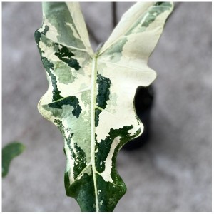 Alocasia Sarian Albo Variegated — Tissue Culture Plantlets