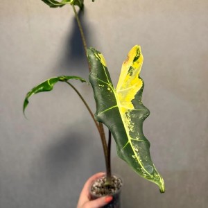 Alocasia ‘Sarian Aurea Variegated’ — Tissue Culture Plantlets