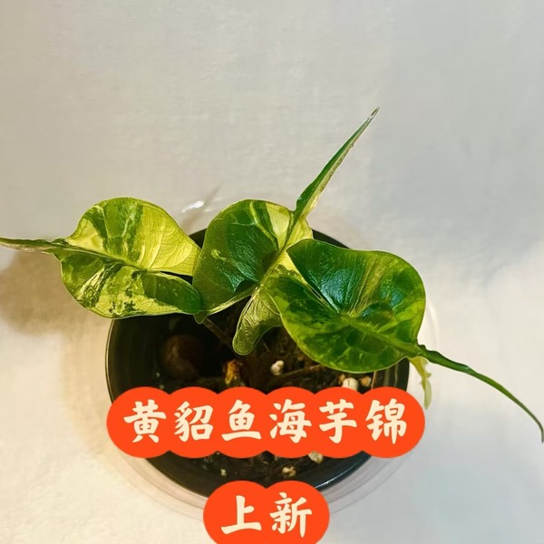 Alocasia Stingray Aurea Variegated — appearance reference