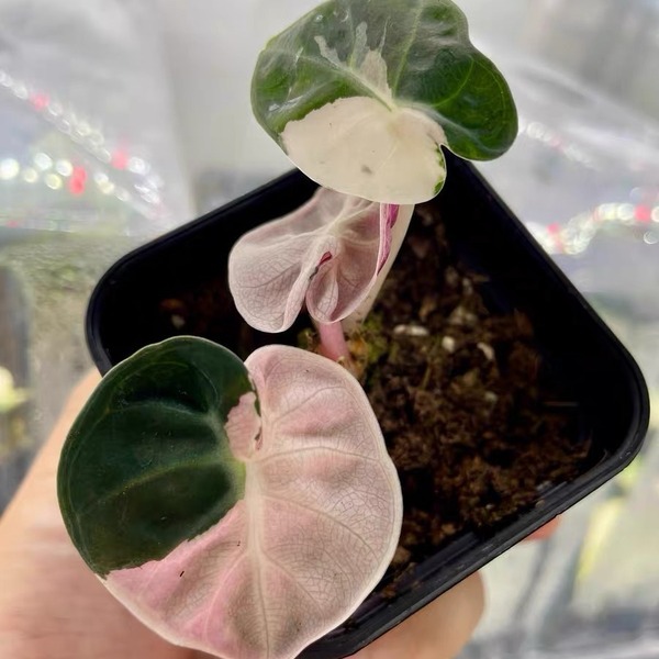 Alocasia Heart Balloon Pink Variegated — appearance reference