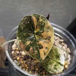 Alocasia Cuprea Aurea Variegated Latte — Tissue Culture Plantlets