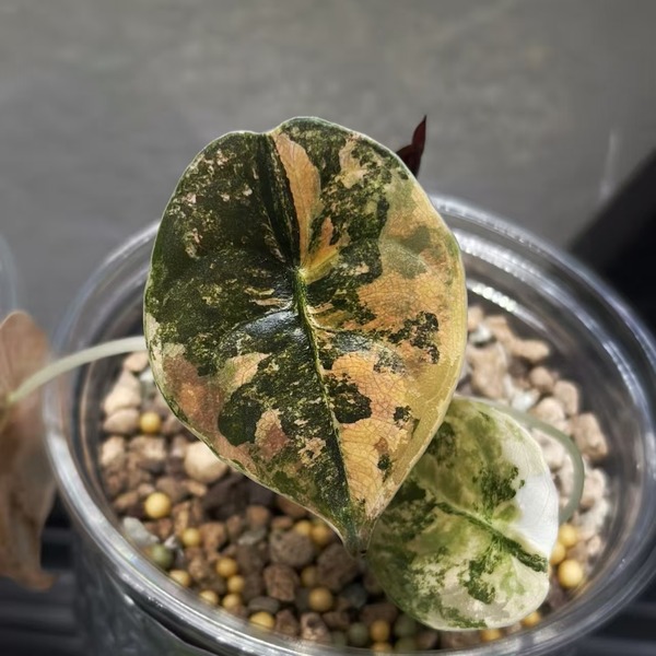 Alocasia Cuprea Aurea Variegated Latte — appearance reference