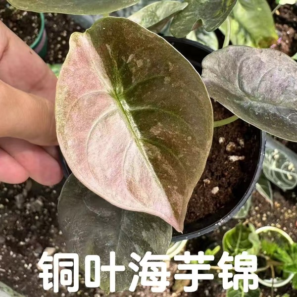 Alocasia Cuprea Red Secret Mint Variegated — appearance reference