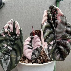 Alocasia Cuprea Red Secret Variegated Super Pink — Tissue Culture Plantlets